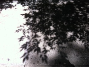 IMG_5931.JPG