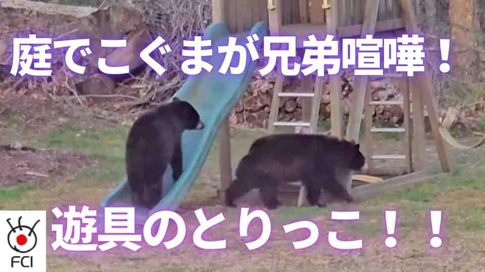 コネティカット州 庭にかわいい訪問者 