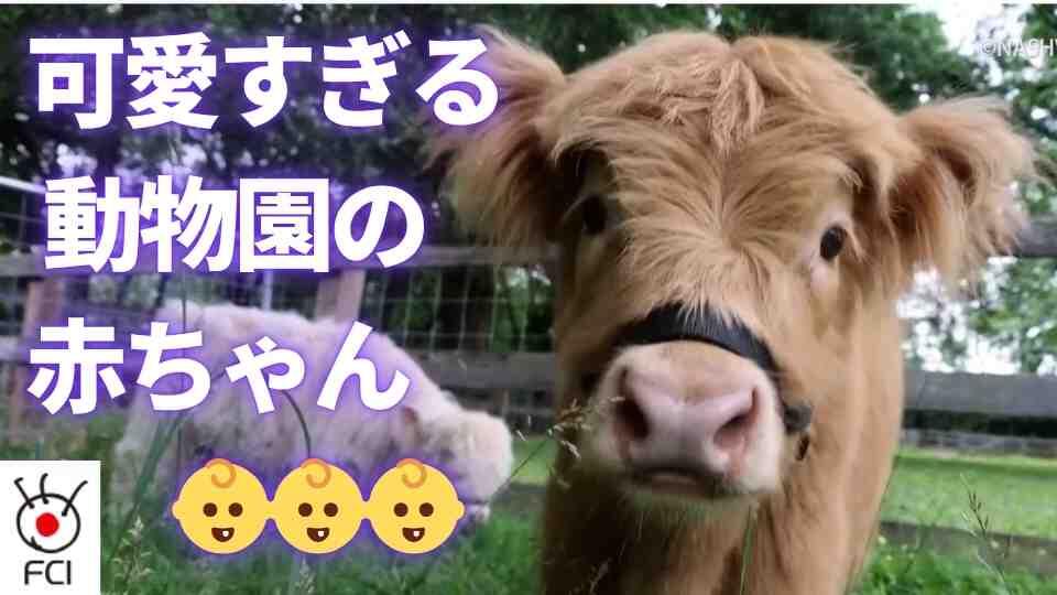 夏の旅行の候補に　各地の動物園で会える赤ちゃん