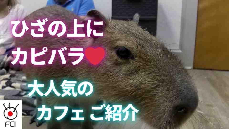 アメリカ初「あの動物」のカフェ
