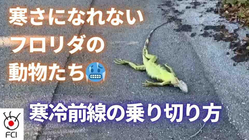 この冬の厳しい寒さ　フロリダ州の生き物にも影響