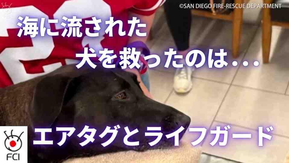 ライフガード出動 離岸流で流された犬を救え！