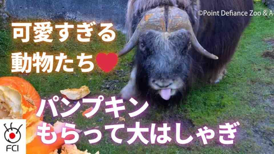 食べたり遊んだり 動物にもパンプキン 
