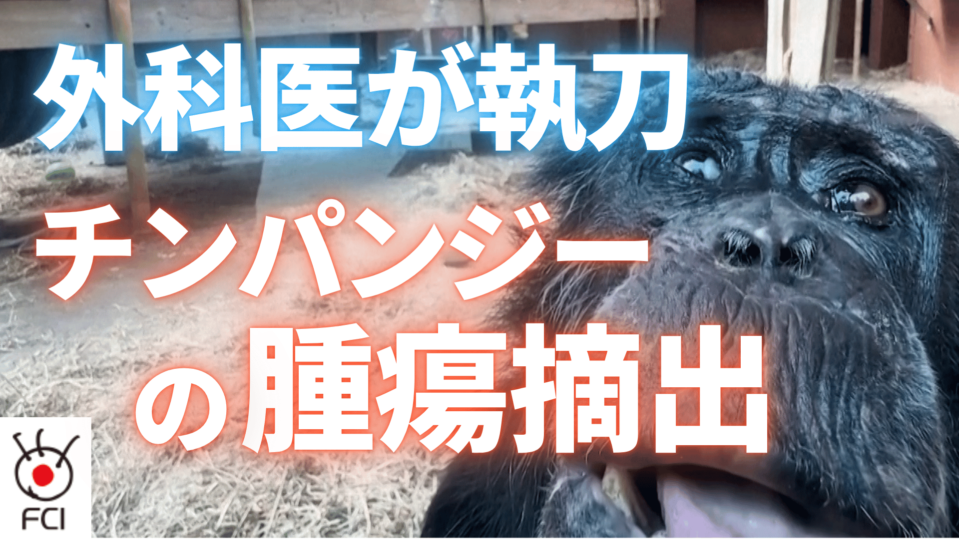 外科医が執刀 チンパンジーの腫瘍摘出