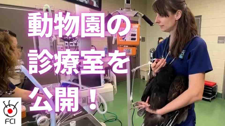 動物園で獣医さんのお仕事公開