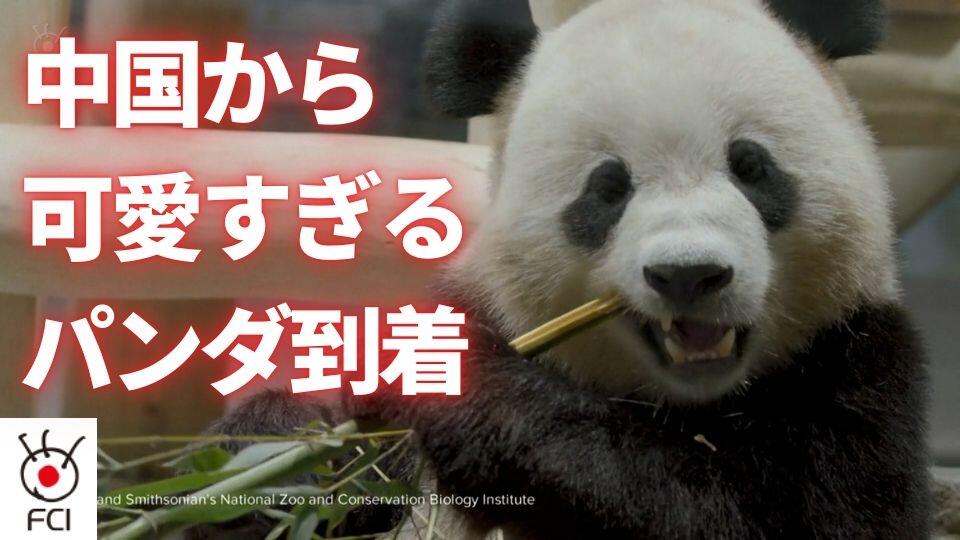 ワシントンの動物園　中国からパンダ２頭が到着