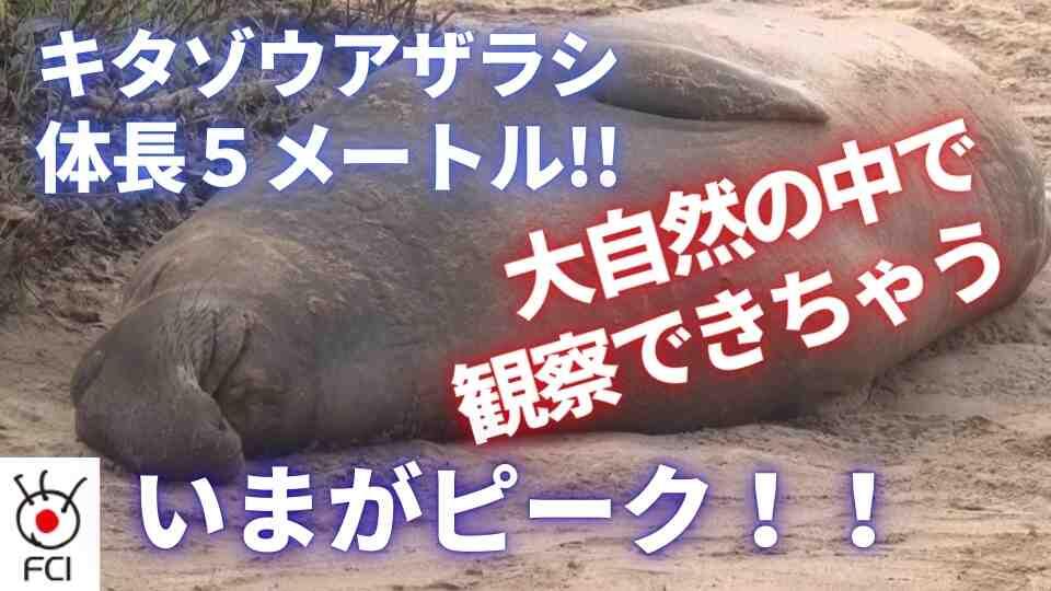 間近で観察 鼻が長いゾウアザラシ 