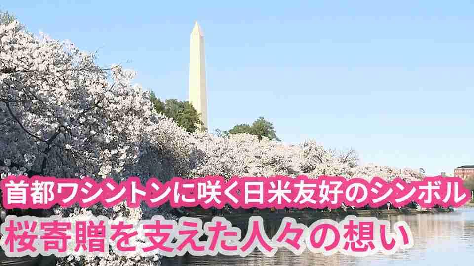 首都ワシントンに咲く日米友好のシンボル　桜寄贈を支えた人々の想い