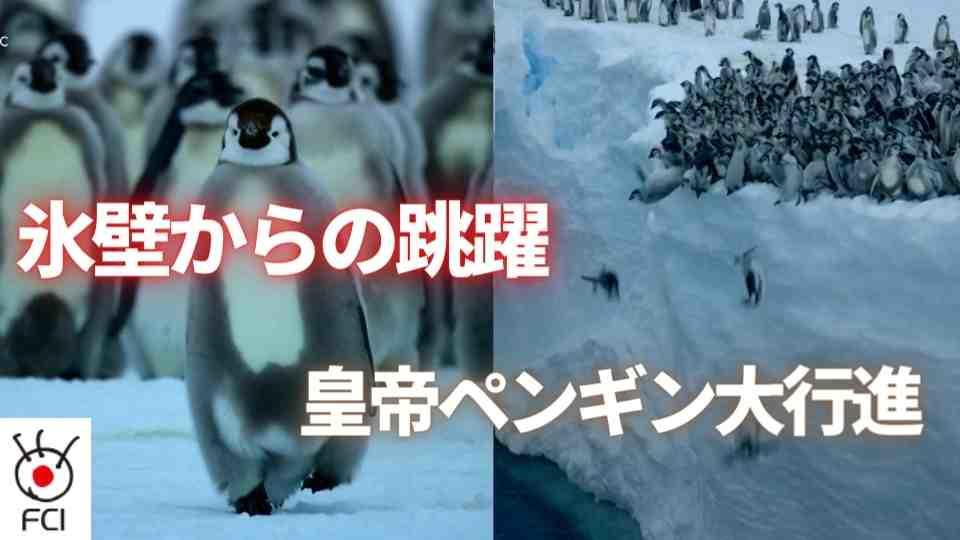 氷壁からの跳躍　皇帝ペンギン大行進