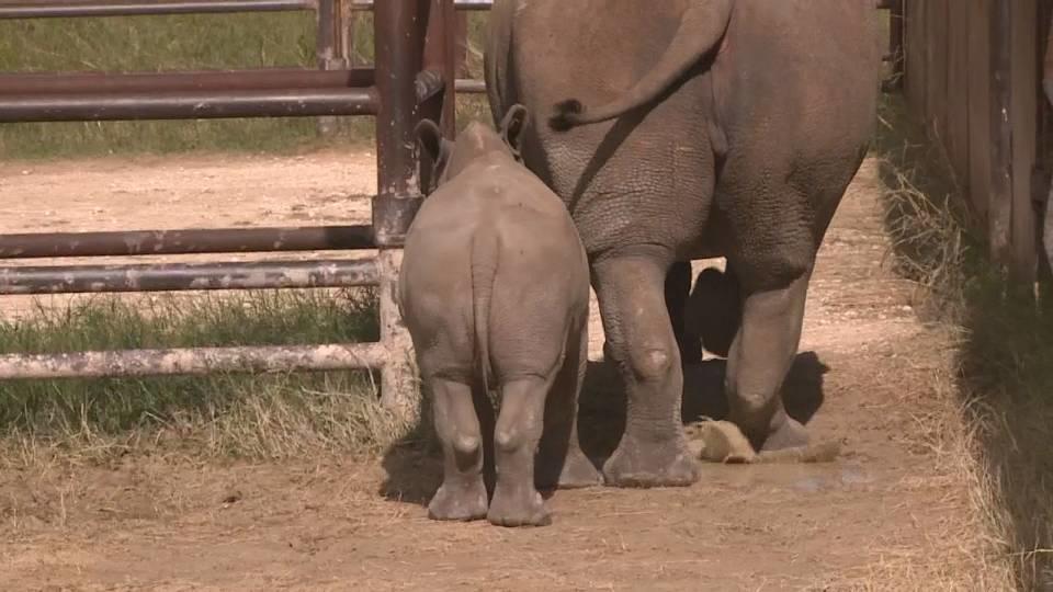 シロサイの赤ちゃん誕生 / baby rhino