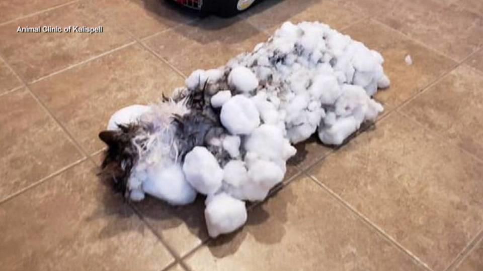 猫が大雪に埋もれる / cat in blizzard