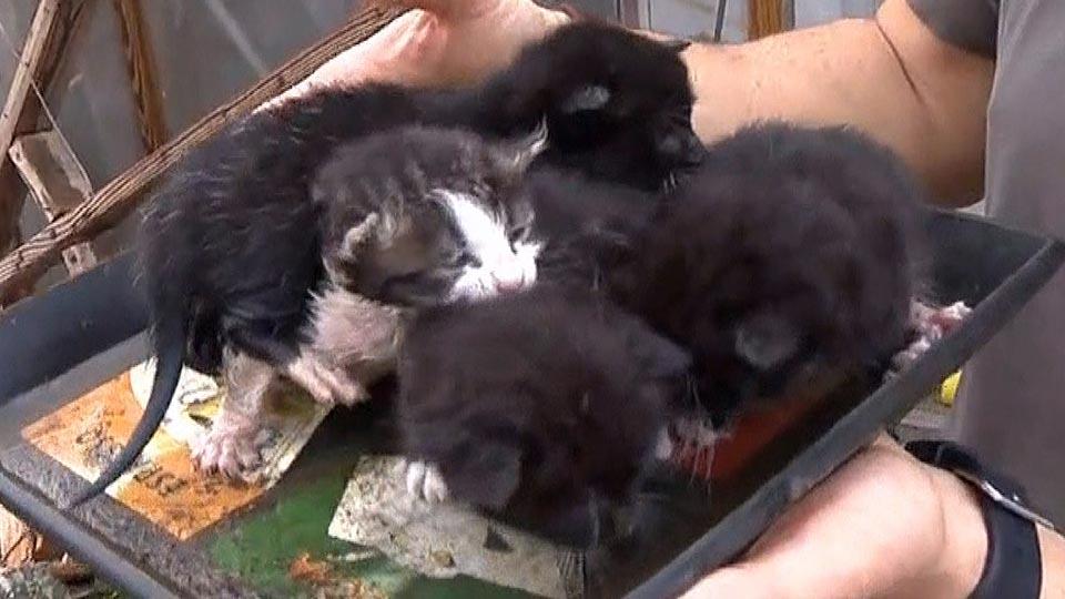 ハリケーン被災地で子猫を救出 / kittens rescued