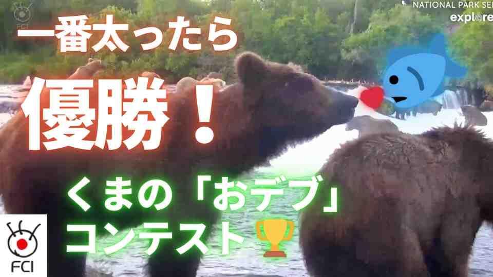 冬眠に向けて上手に太ったクマコンテスト