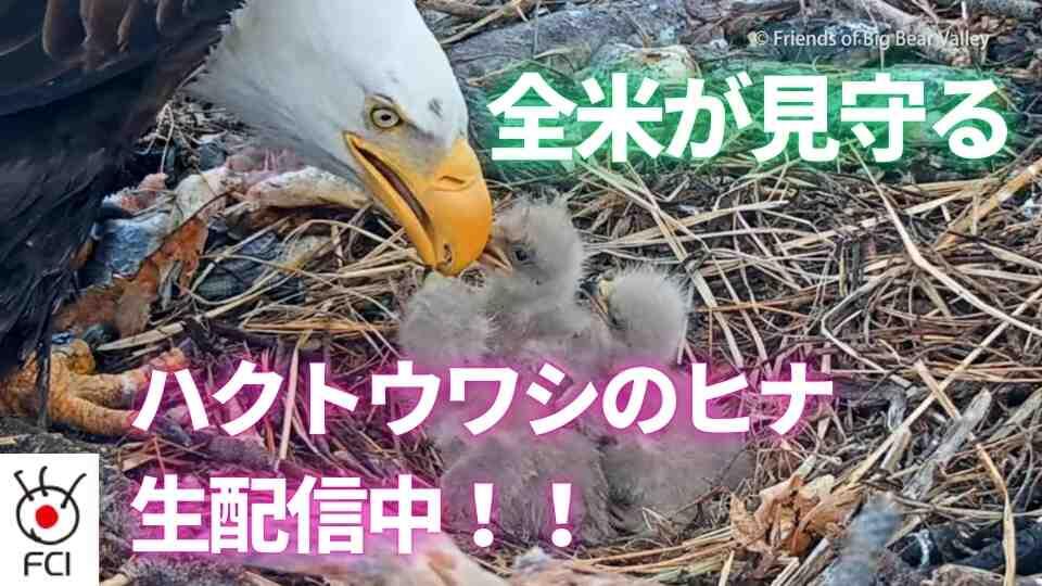 アメリカの国鳥 3羽のハクトウワシのヒナ 誕生