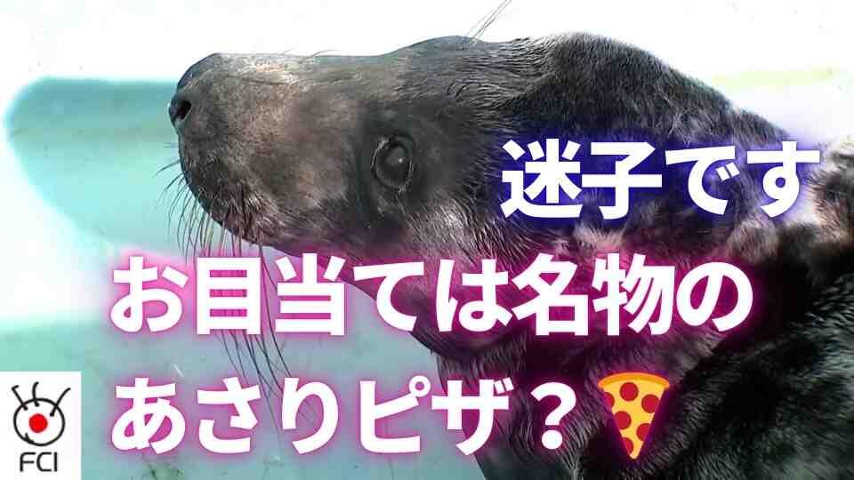 迷子アザラシ 好物を目当てに街へ？ 