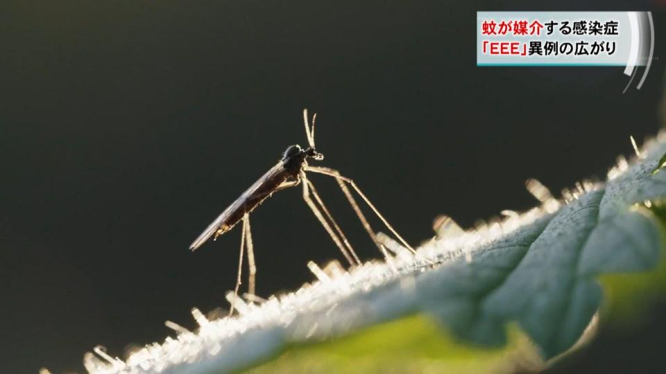 蚊が媒介する感染症「EEE」　米東部中心に複数の死者
