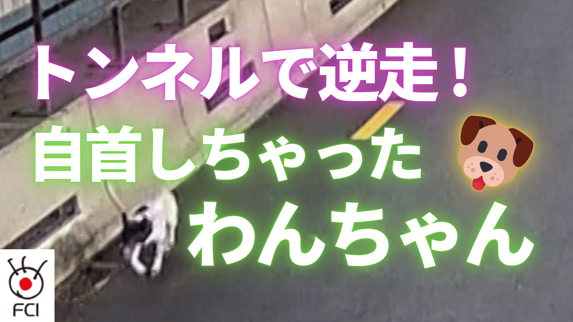 トンネル逆走のお騒がせ犬
