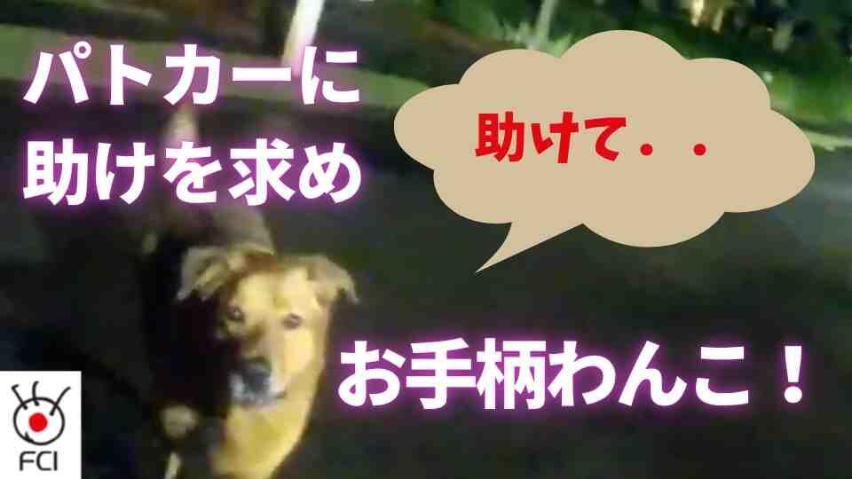 おばあさん救ったお手柄わんちゃん