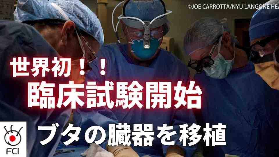 遺伝子操作したブタの臓器移植「異種移植」の臨床試験開始