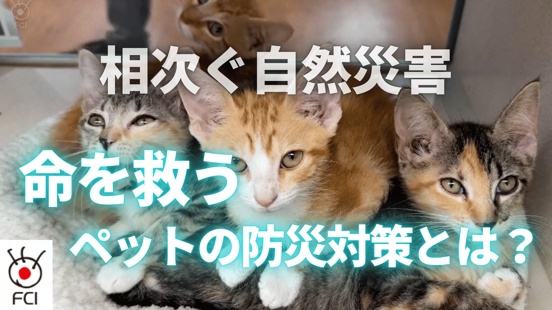 非常時に備えてペットに必要な防災対策は？