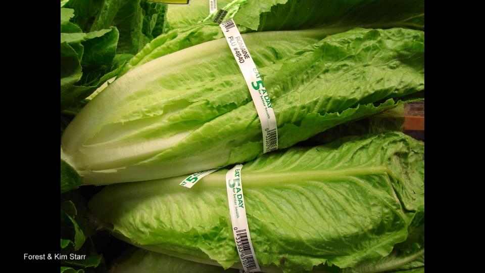 ロメインレタス食べないで 米保健当局 Don T Eat Romaine Lettuce Cdc Warns Video Fci